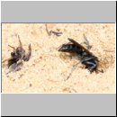 Pompilus cinereus - Wegwespe w42 9mm mit Spinne.jpg